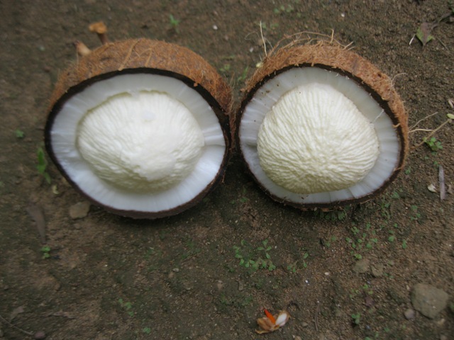 Добыча Cocamide Mea из кокосового масла